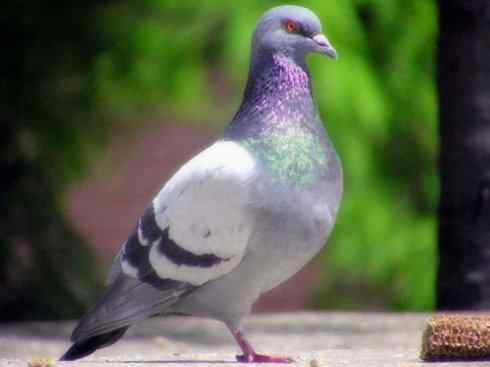 家禽驯化之源之四