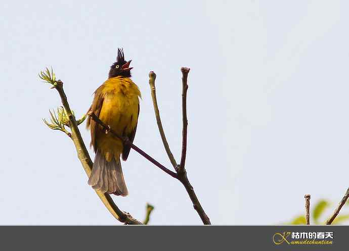 西双版纳拍鸟之一【实拍】