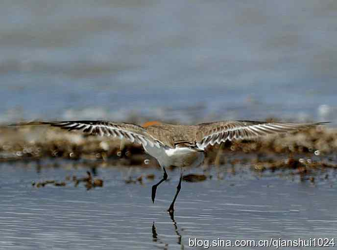 野鸭湖新拍小鸟.环颈鸻