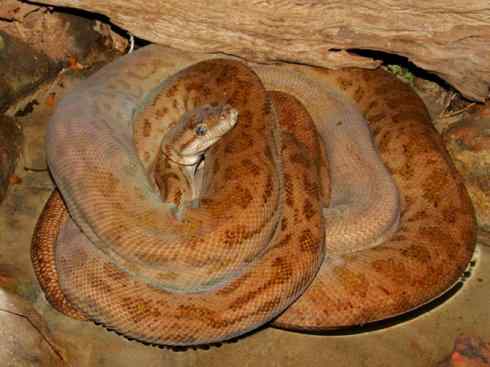 龙:传说的兽原型探秘(树蟒类) 龙:传说的兽原型探秘(树蟒类)