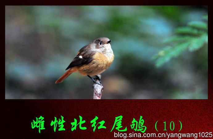 北京天坛公园的鸟类——雌性北红尾鸲（10）