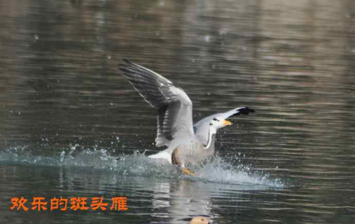 北京动物园的鸟类——欢乐的斑头雁