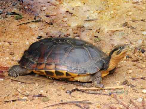 玄武:传说的兽原型探秘(潮龟) 玄武:传说的兽原型探秘(潮龟)