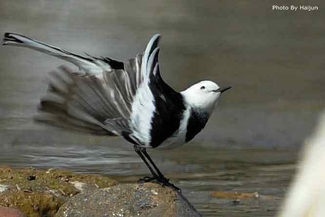 鸟为悦己者容(白鹡鸰梳洗版)