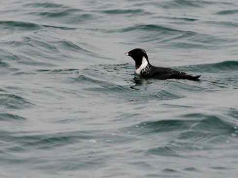 奇特的盔：角嘴海雀