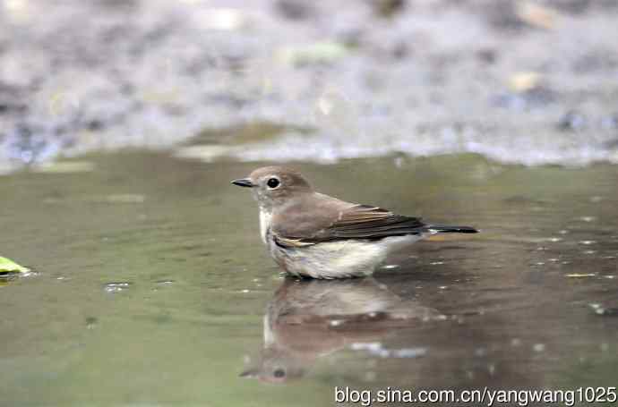 红喉姬鹟(9) 红喉姬鹟(9)