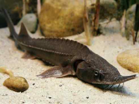 鱼类活化石:中华鲟 鱼类活化石:中华鲟