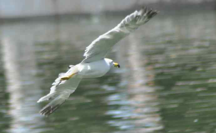 海鸥与打架的鸿雁