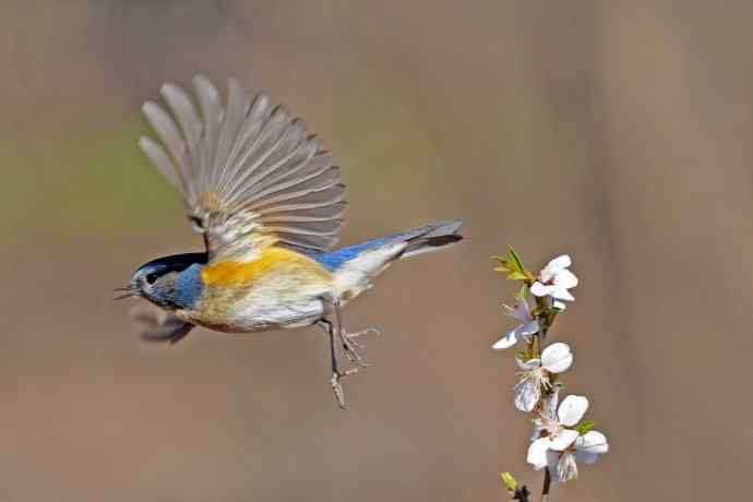 雄性红胁蓝尾鸲(6) 雄性红胁蓝尾鸲(6)