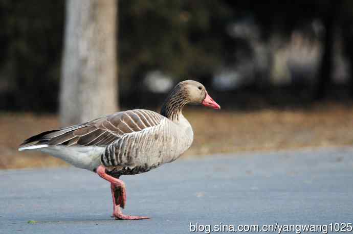 灰雁 灰雁