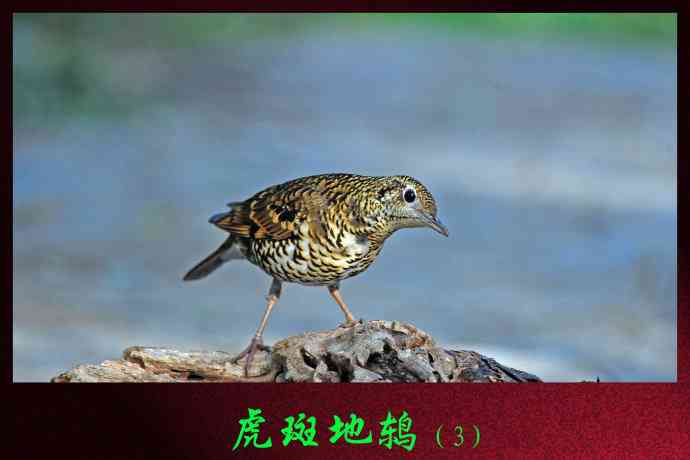 北京天坛公园的鸟类——虎斑地鸫（3）