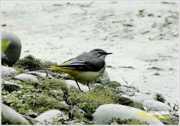 鈥湸蚰疋澦嫦搿菊掌 鈥湸蚰疋澦嫦搿菊掌
