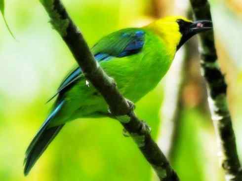 美丽无罪：雀鸟之叶鹎