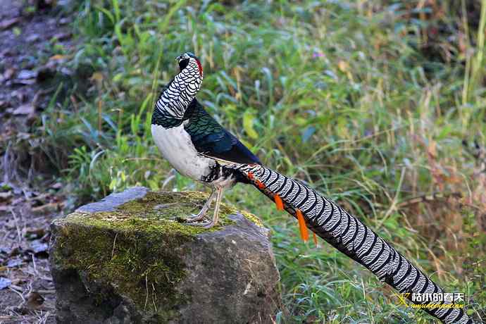康定拍鈥湴赘菇跫︹