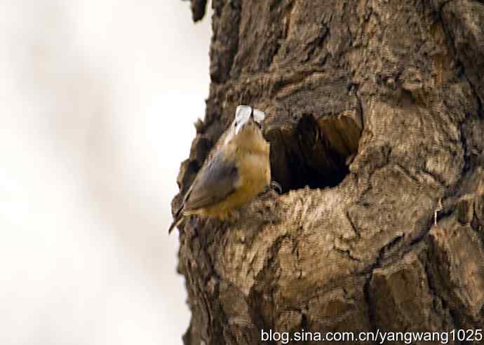 黑头鳾（shi）的小家