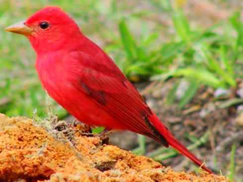 极品红色鸟类：玫红比蓝雀