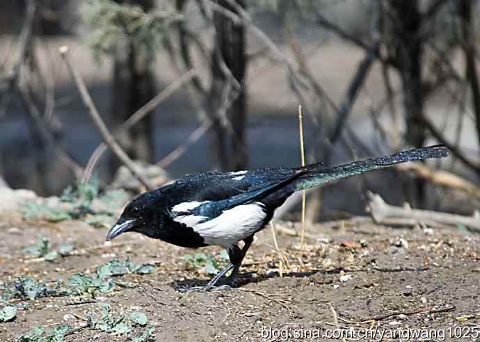 舒适的淋浴(花喜鹊) 舒适的淋浴(花喜鹊)