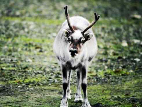 自然奇观：动物大迁徙(北美驯鹿长征)