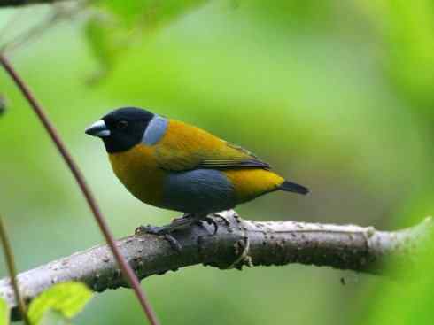 极品红色鸟类:红艳织雀 极品红色鸟类:红艳织雀