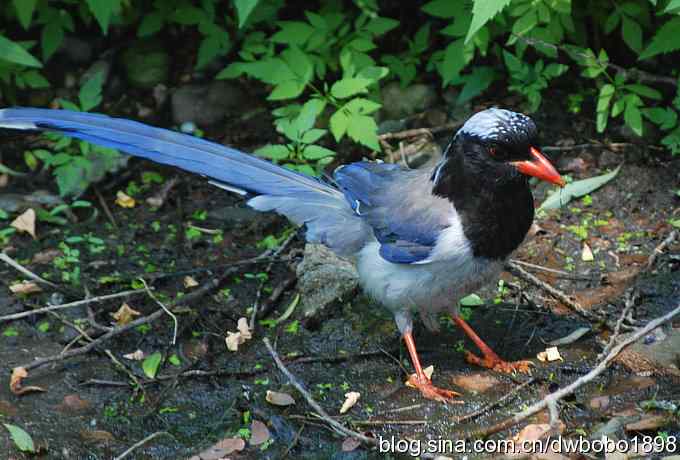 红嘴蓝鹊和它的宝宝