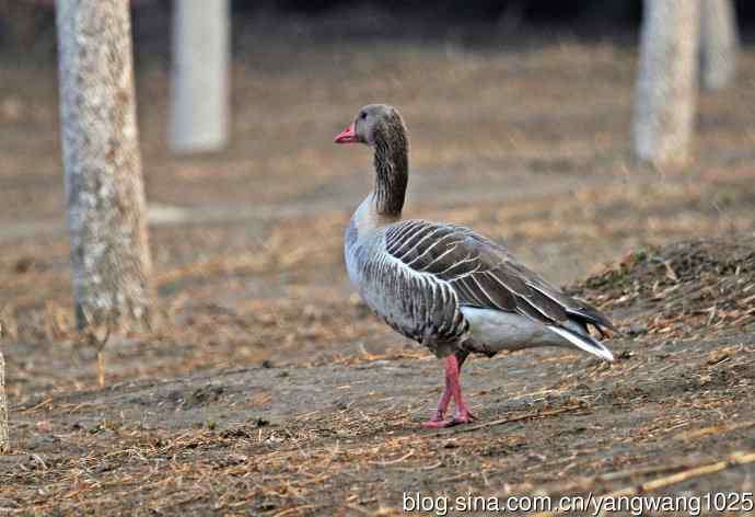灰雁 灰雁