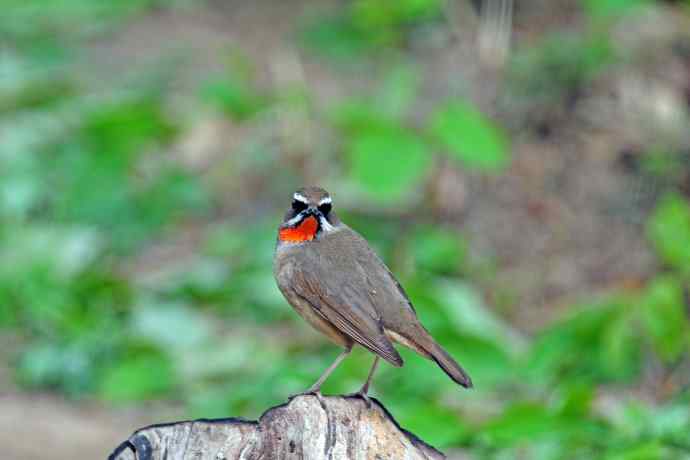 雄性红喉歌鸲(5) 雄性红喉歌鸲(5)