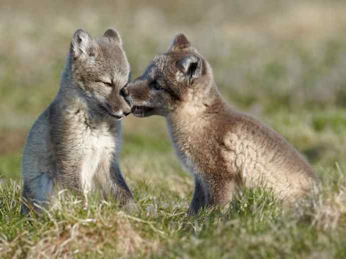 犬科：狐亚科之北极狐（雪鸮、雷鸟）
