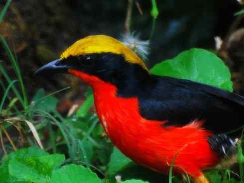 美丽无罪：雀鸟之丛伯劳