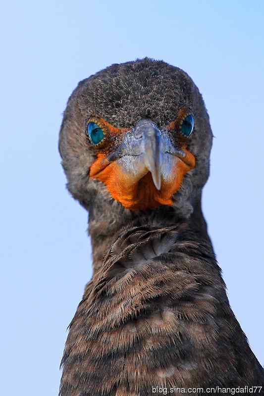 美国鸟类摄影——鸟雀肖像：双冠鸬鹚