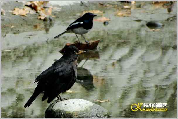 鈥湸蚰疋澦嫦搿菊掌 鈥湸蚰疋澦嫦搿菊掌
