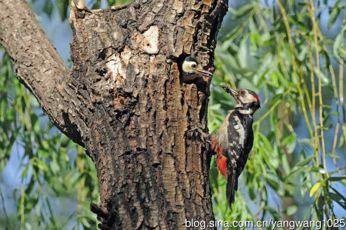 父子情深的大斑啄木鸟（1）