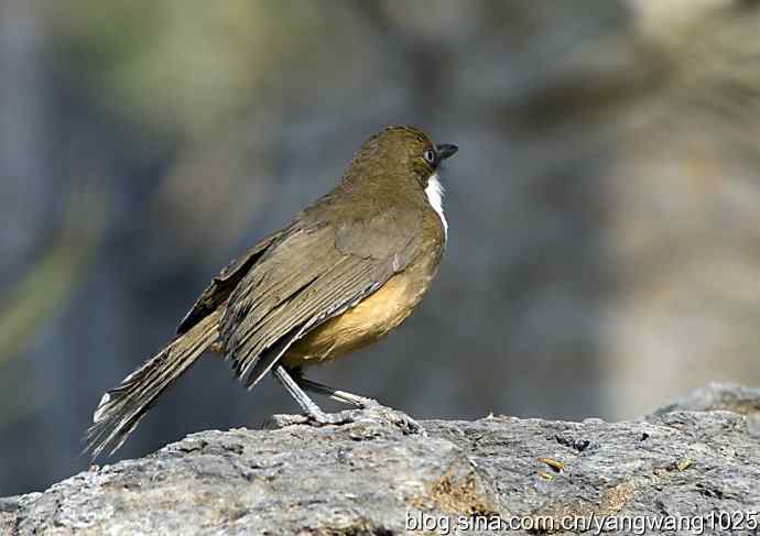 北京又现新品种(白喉噪鹛) wbr3