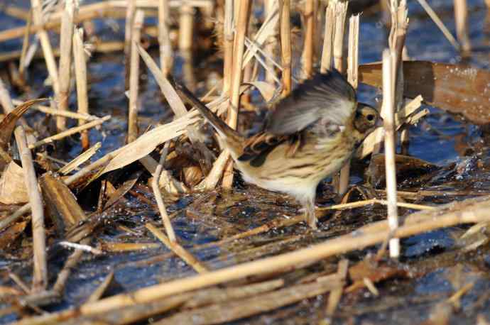 雌性灰头鹀（3）
