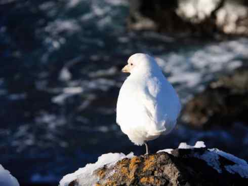 奇特的盔：白鞘嘴鸥