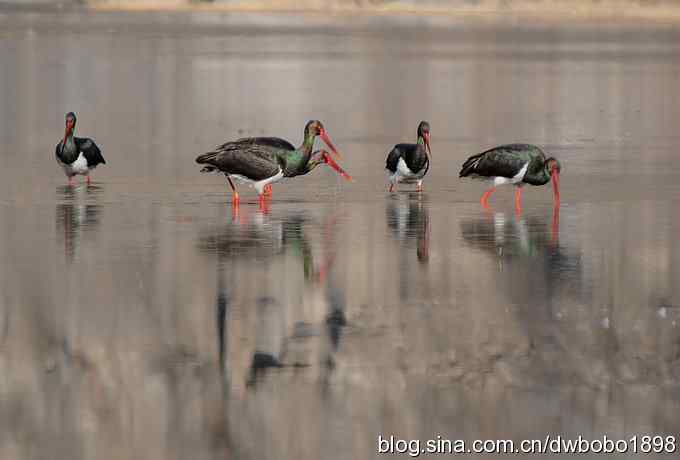 再拍黑巨鸡 再拍黑巨鸡