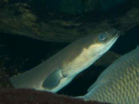 自然奇观:动物大迁徙(鳗鱼) 自然奇观:动物大迁徙(鳗鱼)