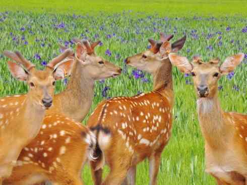 麒麟:传说的兽原型探秘(梅花鹿) 麒麟:传说的兽原型探秘(梅花鹿)