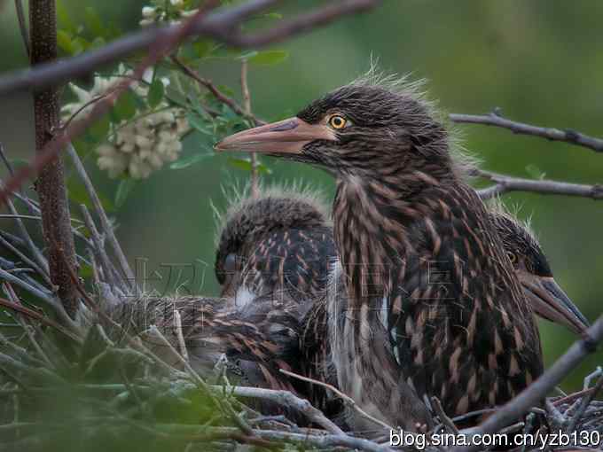 聆听超萌鈥溞∫光澢ㄗ橥迹24张图片）