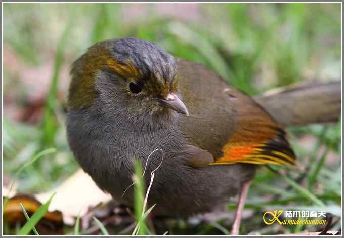 全球濒危的中国四川特有鸟鈥斺敾倚剞答獭菊掌
