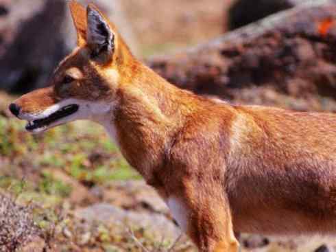 犬科：犬亚科犬属之西门豺、侧纹豺（胡狼类）