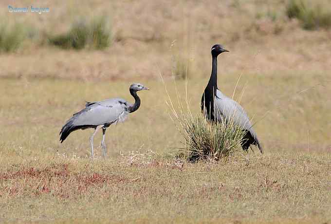 达里诺尔湖的蓑羽鹤 达里诺尔湖的蓑羽鹤