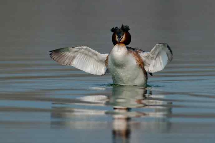 晨拍凤头鸊鷉 晨拍凤头鸊鷉