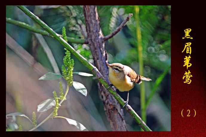 北京天坛公园的鸟类——黑眉苇莺（2）
