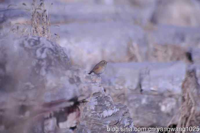 变焦(70-300)拍鸟儿【原版片】 变焦(70-300)拍鸟儿【原版片】