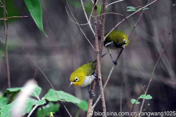 红胁绣眼鸟（5）