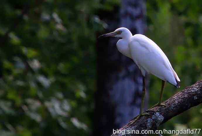 美国鸟类摄影——小白鹭
