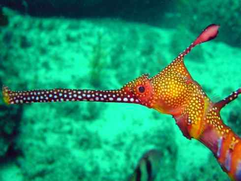 鱼类活化石：匙吻鲟科