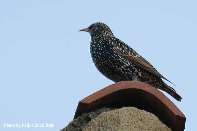 【亚平宁半岛之旅 wbr. wbr紫翅椋鸟】