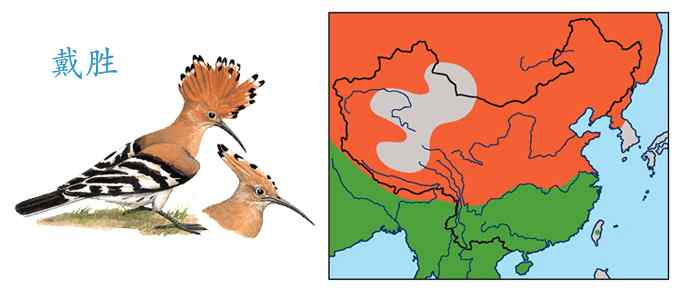 首次拍到戴胜奇观（组图，20张图片）