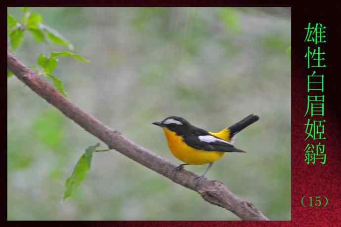 北京天坛公园的鸟类——雄性白眉姬鹟（15）